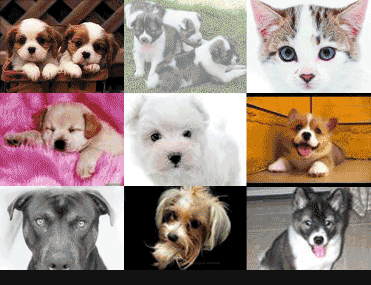 ภาพตกแต่ง BLOG หรือ WEBSITE(CAT N DOG)