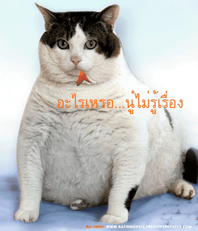 คอมเม้นท์ แมวอ้วน fat cat